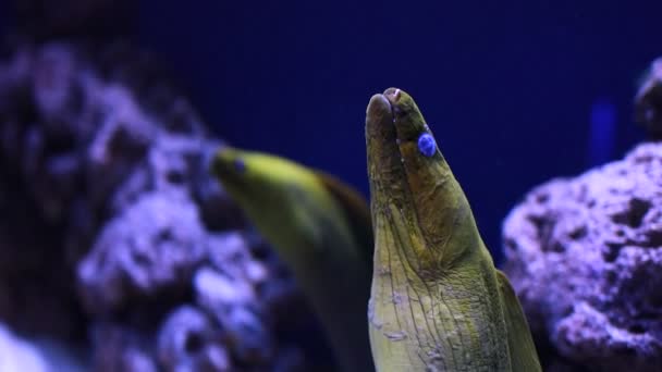 Enguia Moray Europeia Muraena Helena Flutua Subaquática Entre Recifes Coral — Vídeo de Stock