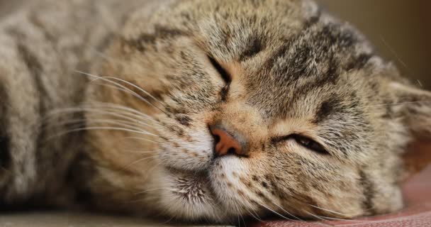 周りを見回す英国の猫の肖像画を閉じます ホーム英国 サラブレッド猫の休憩 閉じて目を開けた 大きな緑の目 口ひげ動物 閉めろ 面白いペットだ — ストック動画