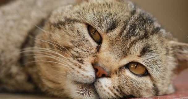 周りを見回す英国の猫の肖像画を閉じます イギリス人のサラブレッドの猫が監視してる 大きな緑の目 口ひげ動物 閉めろ 面白いペットだ — ストック動画