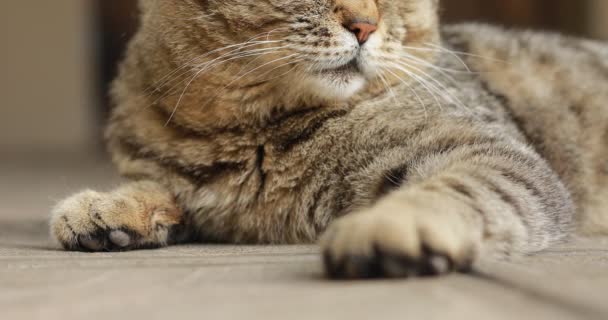Шотландский Кот Имени Тэбби Оглядывается Вокруг Домашний Британский Чистокровный Кот — стоковое видео