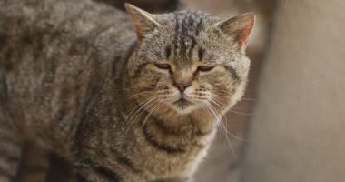 Etrafa bakan bir İngiliz kedinin yakın portresi. Ev sahibi İngiliz, cisim üzerinde safkan kedi gözlemcileri var. Büyük yeşil gözler, kafa, burun, kulaklar, bıyıklı hayvan. Kapatın. Komik hayvanlar. 4k