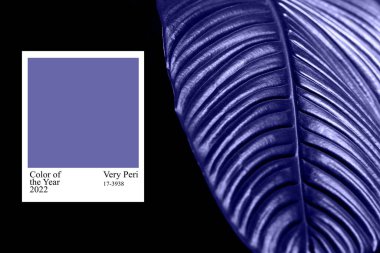 2022 yılının modaya uygun renginde yapraklar. Çok Peri. 2022 yılının rengi. Tasarımcıların geçmişi. Moda menekşe rengi