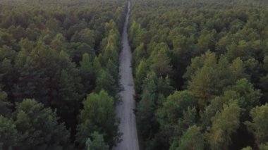 Toprak bir ormanın üzerinde uçan hava manzarası sık ağaçlardan oluşan yeşil ağaçlar her iki tarafta da büyüyor. Çam ağacı. Üst Manzara. İHA dörtlü helikopter kuş bakışı görüntü yukarıdan