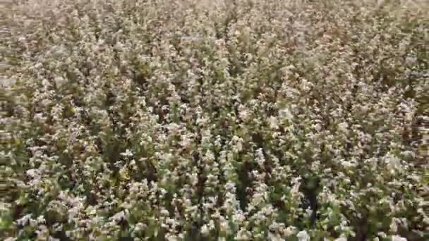 Karabuğday çiçekleriyle çarpıcı güzel tarlaların üzerinde uçan hava. Ekolojik kavram için beyaz çiçeklerin üzerinde harika drone videosu. — Stok video