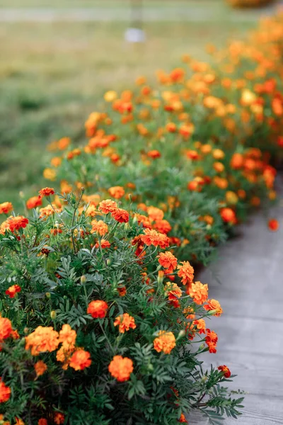 Belles Fleurs Souci Orange Fleurs Été Étonnantes Souci Buisson Flore — Photo