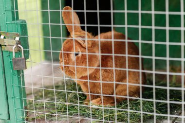 Hayvan çiftliğindeki kafesin arkasındaki yerli tüylü kırmızı çiftlik tavşanı, kafeste büyüyen çiftlik hayvanları.
