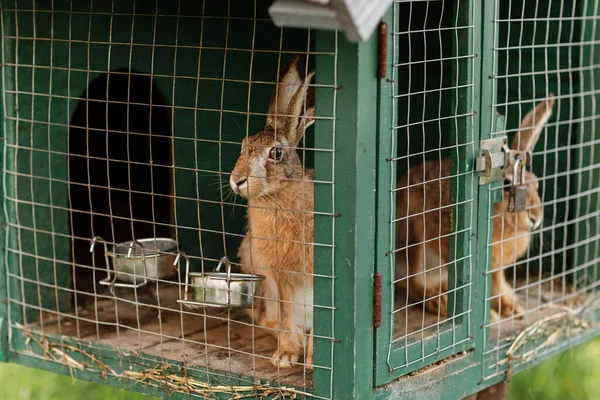 Домашние Пушистые Красные Серые Кролики Фермы Кролики Решеткой Клетки Животноводческой — стоковое фото