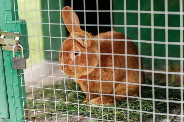 Hayvan çiftliğindeki kafesin arkasındaki yerli tüylü kırmızı çiftlik tavşanı, kafeste büyüyen çiftlik hayvanları.