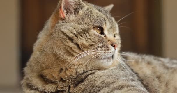 Närbild porträtt av en tabby brittisk katt ser sig omkring. Hem Brittiska, fullblod katt monitorer på objektet. Stora gröna ögon, huvud, näsa, öron, mustasch djur. Närbild. Roliga husdjur. 4k. — Stockvideo