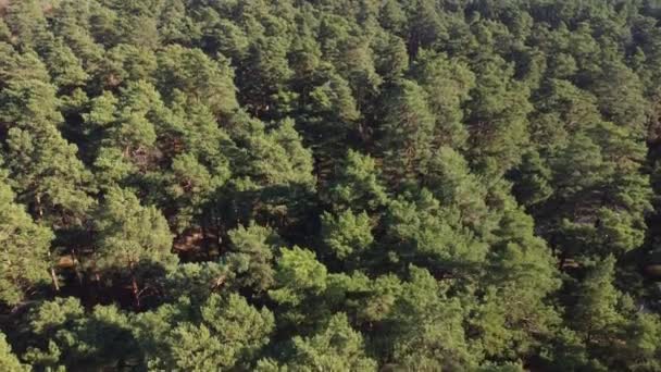 Vista de arriba hacia abajo del bosque verde, plano aéreo del bosque. Los aviones no tripulados vuelan sobre pinos y copas de árboles verdes. Zoom y girar textura colorida en la naturaleza. Vuelo sobre bosques, fondo natural en movimiento. 4k — Vídeo de stock