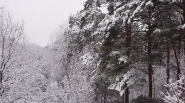 4 bin. Çam ağaçları ve çam ağaçları karla kaplı, donmuş bir orman. Aşağıdan yukarıya kış ormanları. İnsansız hava aracı ağaçların arasında uçuyor. Beyaz ormanda uçmak.