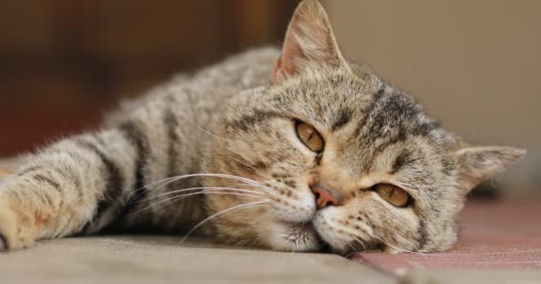Närbild porträtt av en tabby brittisk katt ser sig omkring. Hem Brittisk, fullblod katt vila, stänga och öppnade ögon. Stora gröna ögon, huvud, näsa, öron, mustasch djur. Närbild. Roliga husdjur. 4k — Stockvideo
