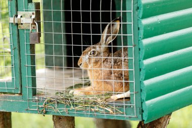 Evcil, tüylü, kırmızı ve gri çiftlik tavşanları. Hayvan çiftliğinin parmaklıklarının arkasında, kafeste büyüyen çiftlik hayvanları.
