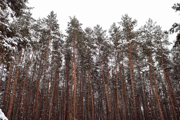 Dennenbos Winter Sneeuw Winterdennenbos Grootsheid Van Het Bos — Stockfoto