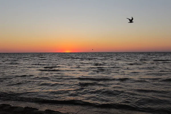 Gaivotas Voam Pôr Sol Dourado Nascer Sol Oceano Escuro Profundo — Fotografia de Stock