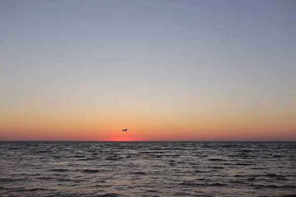 Seagulls Fly Golden Sunset Sunrise Deep Dark Ocean Aerial View — Fotografia de Stock