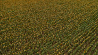 Güneş ışığında parlak sarı ayçiçeği tarlası. Ukrayna 'nın yeri, Avrupa. Ekoloji konseptinin fotoğrafı. Mükemmel doğal duvar kağıdı. İHA fotoğrafçılığının yapısal görüntüsü. Toprağın güzelliğini keşfedin