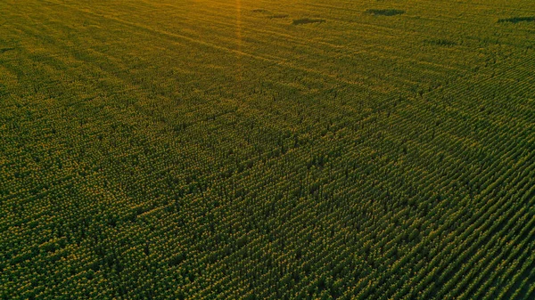 Bright yellow sunflower field in sunlight. Location place of Ukraine, Europe. Photo of ecology concept. Perfect natural wallpaper. Textural image of drone photography. Discover the beauty of earth — Stockfoto