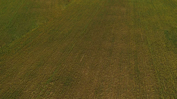 Φωτεινό κίτρινο ηλιοτρόπιο στο φως του ήλιου. Τοποθεσία: Ουκρανία, Ευρώπη. Φωτογραφία της έννοιας οικολογίας. Τέλεια φυσική ταπετσαρία. Υφή εικόνα της φωτογραφίας drone. Ανακαλύψτε την ομορφιά της γης — Φωτογραφία Αρχείου