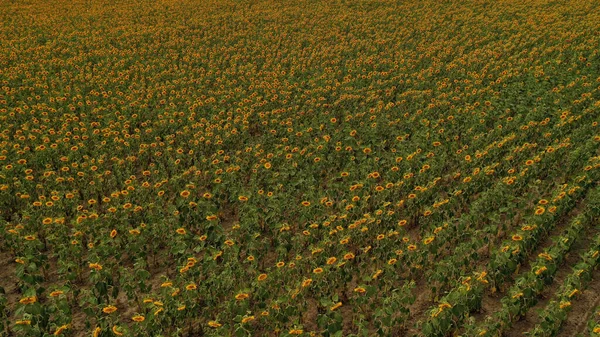太陽の下で明るい黄色のひまわり畑。場所ウクライナ,ヨーロッパ.生態学の概念の写真。完璧な自然壁紙。ドローン撮影のテキスト画像。地球の美しさを発見 — ストック写真