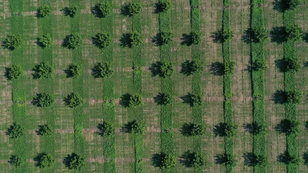 Aerial view over agricultural gardens in spring time — Stock Photo, Image