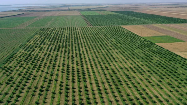 Aerial View Agricultural Gardens Spring Time — Stockfoto