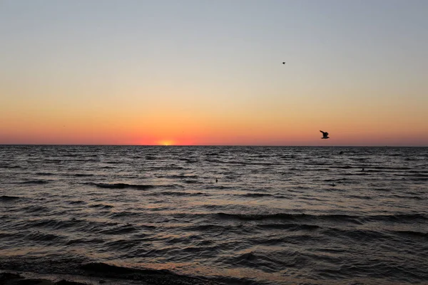 Gaivotas Voam Pôr Sol Dourado Nascer Sol Oceano Escuro Profundo — Fotografia de Stock