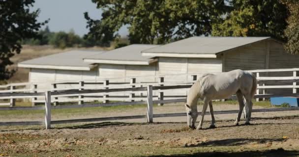 White Horse Walks White Wooden Fence Paddock Next Stabling Farm — Stock Video