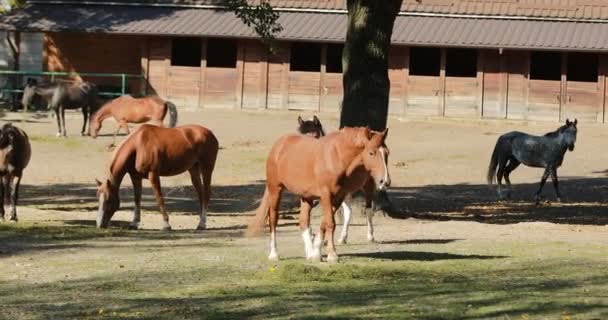 Paarden Lopen Bij Geschuurde Paddock Naast Stallen Boerderij — Stockvideo