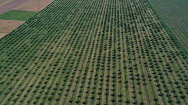 İlkbaharda tarım bahçeleri üzerinde hava manzarası.