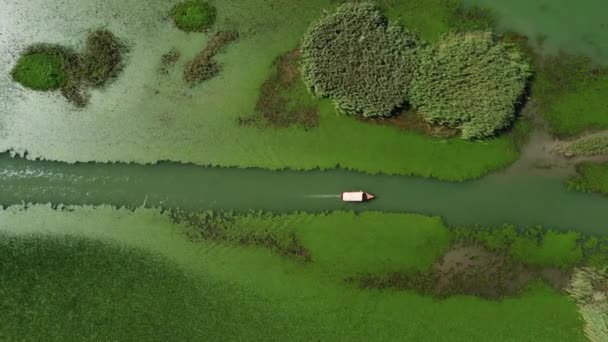 水緑のユリと水栗とスカダル湖のツアーボートの空中ビュー Scutari湖 ShkoderまたはShkodra 人気の観光地 国立公園 モンテネグロ Rjieka Crnojevica — ストック動画