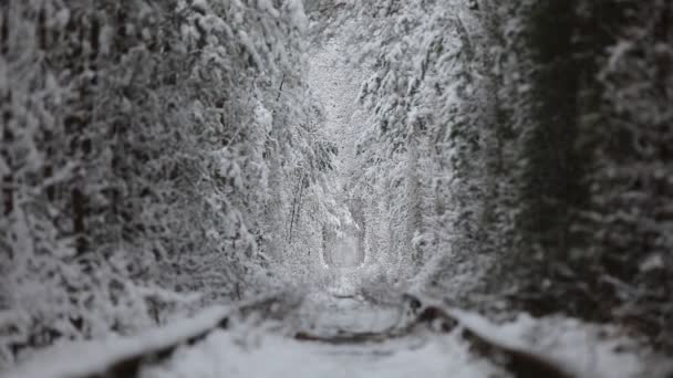 4Kだ 鉄道道路と愛の冬の自然トンネルの空中ビュー ウクライナのクレヴァン 雪に覆われたスプルースと松の木で絵のように凍った森 冬の森だ 木の間を飛ぶドローン — ストック動画