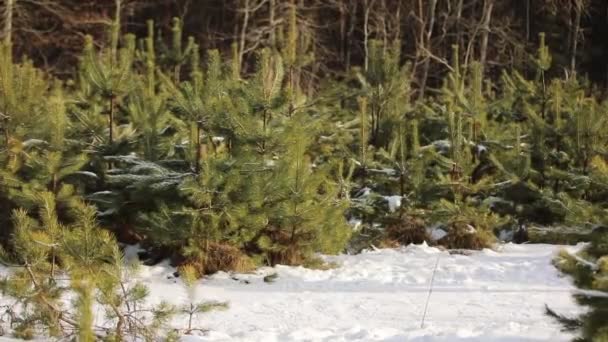 快乐的父亲和母亲带着一个小女孩跑过白雪覆盖的森林 一个孩子拖着一辆装有圣诞树的雪橇 平安夜和除夕夜 后视镜 — 图库视频影像