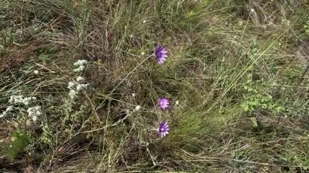 Pole dzikie kwiaty flora letnie tło. Delikatne fioletowo-białe kwiaty kołyszą się na wietrze. ukierunkowanie selektywne. — Wideo stockowe
