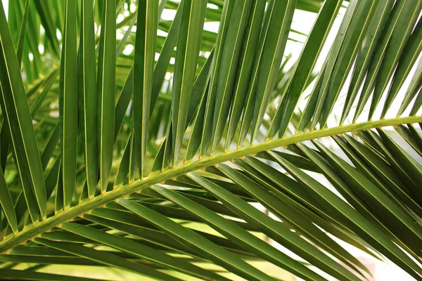 Foglia Palma Verde Foto Astratta Della Giungla Tropicale Dell Isola — Foto Stock