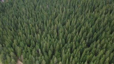 Çam ormanı uçuşunun yukarıdan aşağı görüntüsü. İnsansız hava aracı, yaz veya sonbaharda Avrupa 'nın ilk ormanlarında uçarken vuruldu. Doğa geçmişi. Woodland hava atışı 4K
