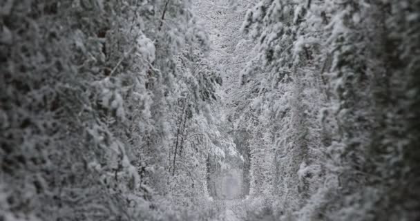 4k. Vista aérea no inverno Túnel Natural do Amor com Estrada Ferroviária. Klevan, Ucrânia. pitoresca floresta congelada com abeto coberto de neve e pinheiros. Floresta de Inverno. Drone voando entre árvores. — Vídeo de Stock