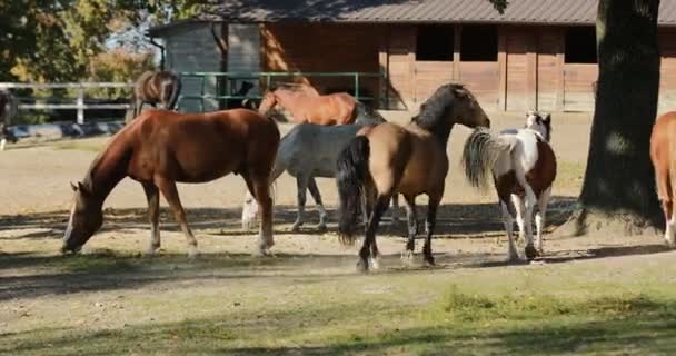 Passeggiata di cavalli al paddock sabbiato accanto alla stalla in fattoria. 4k — Video Stock