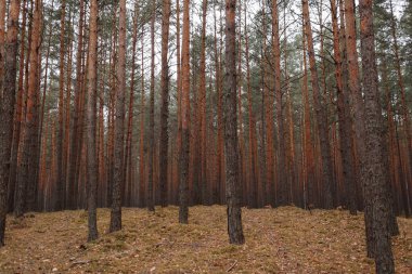 Sonbahar ormanı, düşen altın, sarı, kırmızı yapraklarla sonbahar arka planında zemin manzarası.