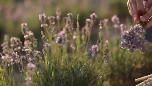 Närbild av de kvinnliga händerna i fältet plocka blommande lavendel blommor i solljus. Lavendel gäng Lavendel gård, skörd. Jordbrukare som odlar lavendel. 4k — Stockvideo