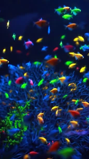 巨幅拍摄的奇异的五彩斑斓的小鱼在自然珊瑚礁之间的水下游动。有绿色植物的小淡水水族馆。黑暗的主题。有选择的软焦点。优质FullHD影片. — 图库视频影像