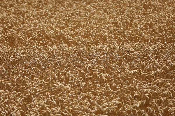 Золоті Колоски Пшениці Полі Крупним Планом Зрізати Великі Золоті Вуха — стокове фото