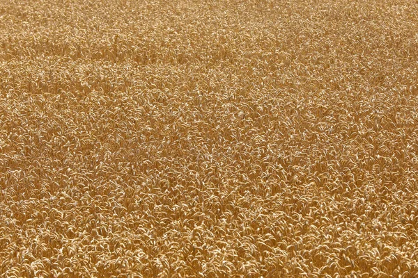 Золоті Колоски Пшениці Полі Крупним Планом Зрізати Великі Золоті Вуха — стокове фото