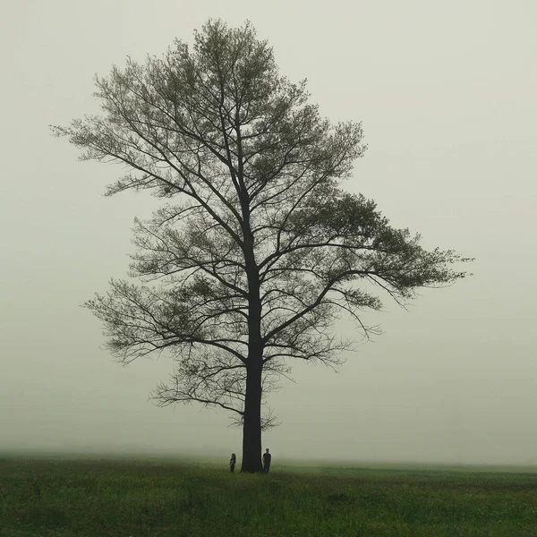 Zwei Personen Auf Dem Hintergrund Eines Baumes Nebel — Stockfoto