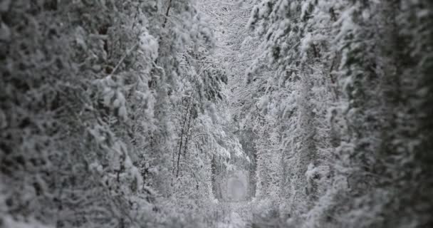 4kだ。鉄道道路と愛の冬の自然トンネルの空中ビュー。ウクライナのクレヴァン。雪に覆われたスプルースと松の木で絵のように凍った森。冬の森だ。木の間を飛ぶドローン. — ストック動画