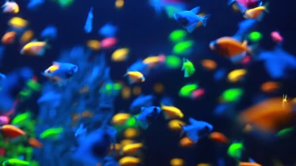 Makro záběr malé exotické barevné ryby plavat pod vodou mezi přírodními korálovými útesy. Malé sladkovodní akvárium se zelenými rostlinami. temné téma. selektivní měkké zaměření. Vysoce kvalitní FullHD záběry. — Stock video