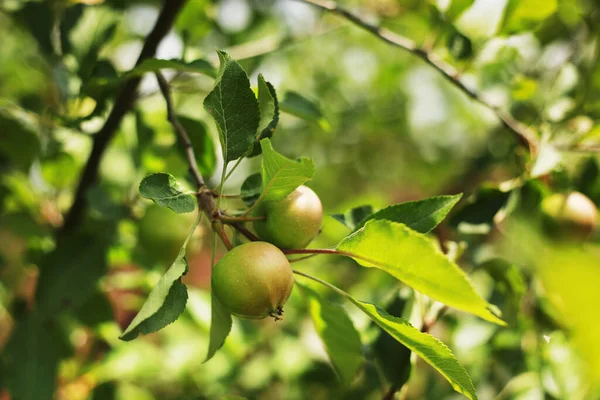 Плоды Зеленого Яблока Листьями Ветке — стоковое фото