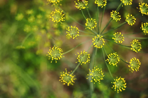 Yellow Flowers Dill Anethum Graveolens Close Open Ground Garden Grows — Stock Photo, Image