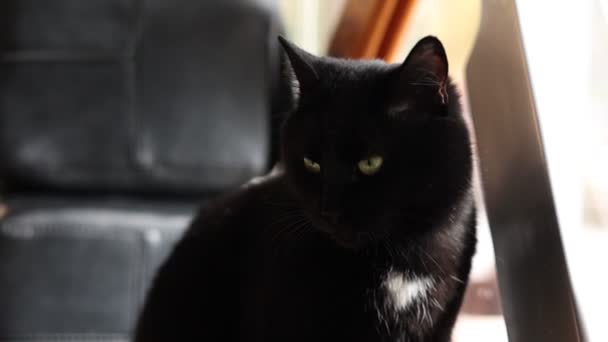Primer plano de negro peludo bostezo gato dentro de habitación. Lujoso gato doméstico sobre fondo negro oscuro. Imágenes FullHD de alta calidad — Vídeos de Stock
