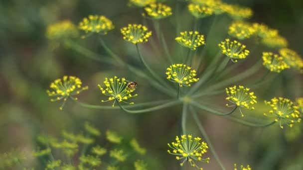 Pszczoła wygodnie siada na żółtym koperku kwiat i zbiera nektar i zapyla, w ogrodzie lub gospodarstwie, zabawy powolny ruch zbliżenie widok, przestrzeń kopiowania. Wysokiej jakości materiał filmowy FullHD — Wideo stockowe